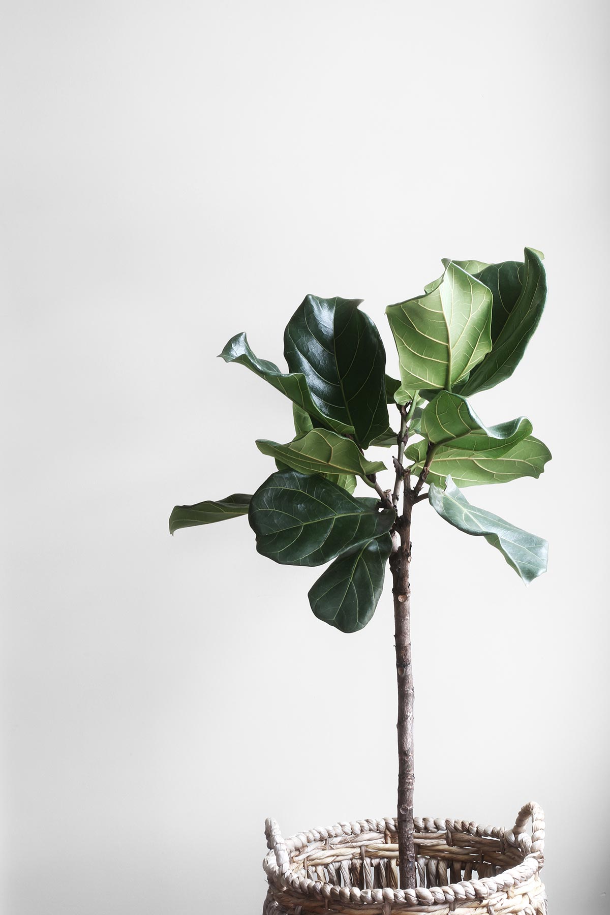 fiddle-leaf-fig
